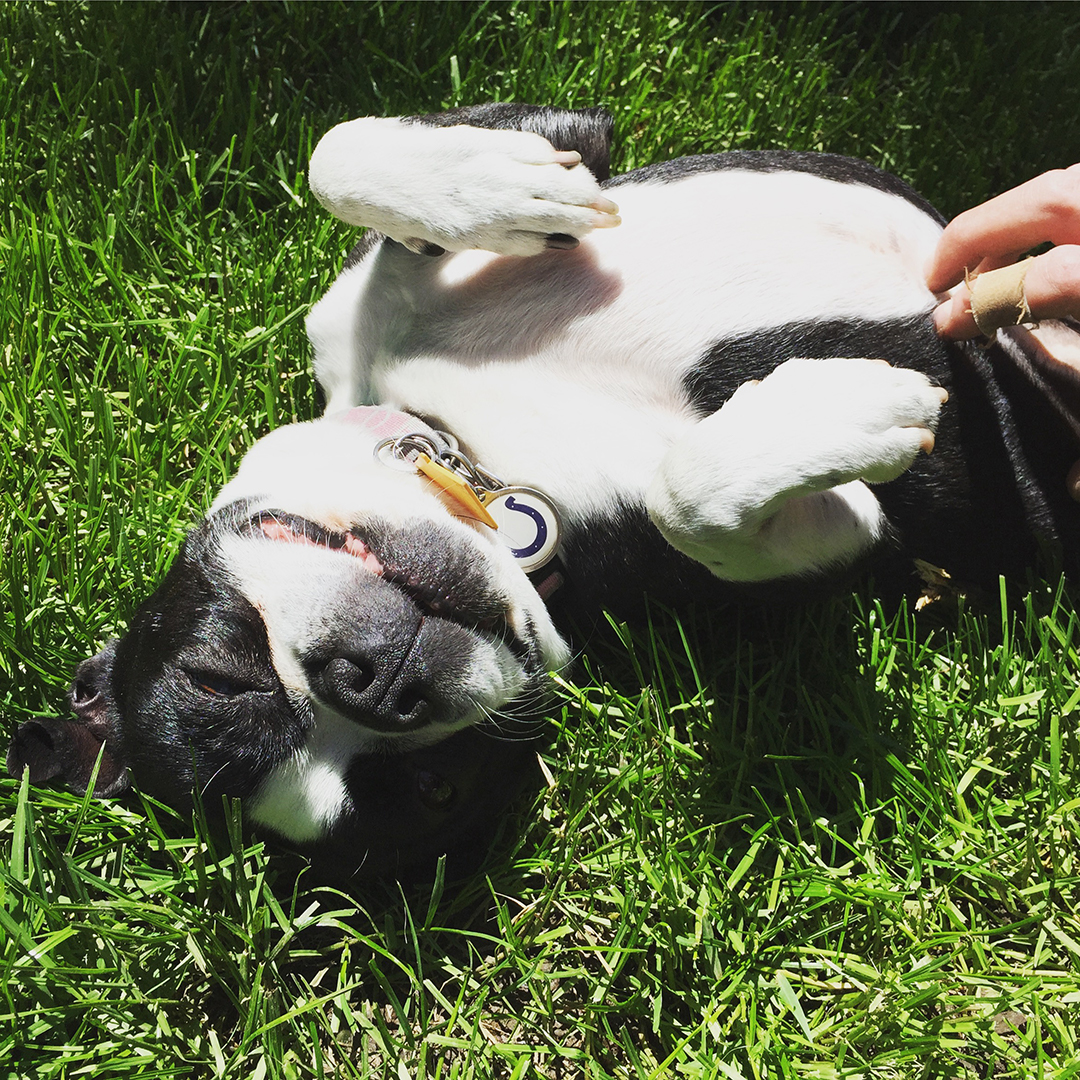 Boston Terrier Dog