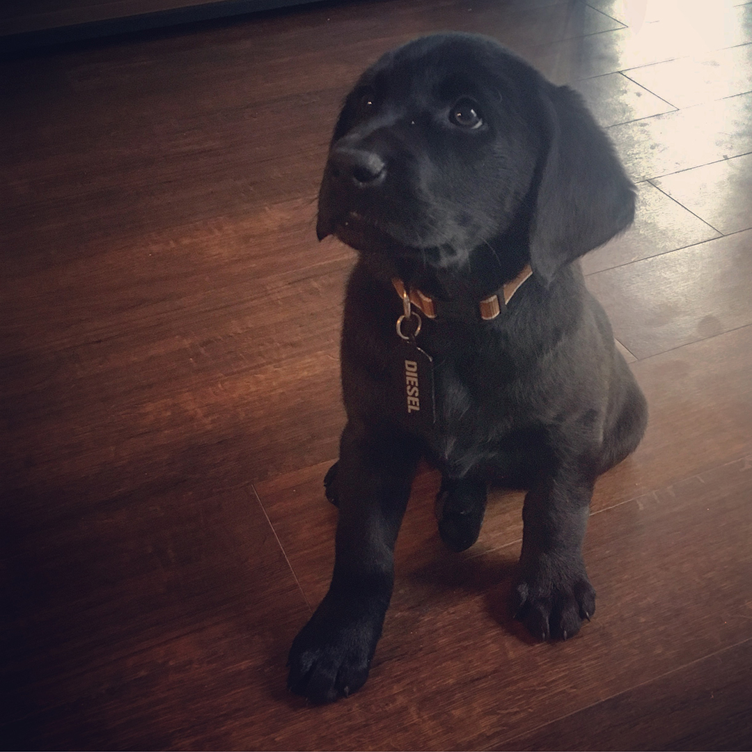 Black Lab Puppy 