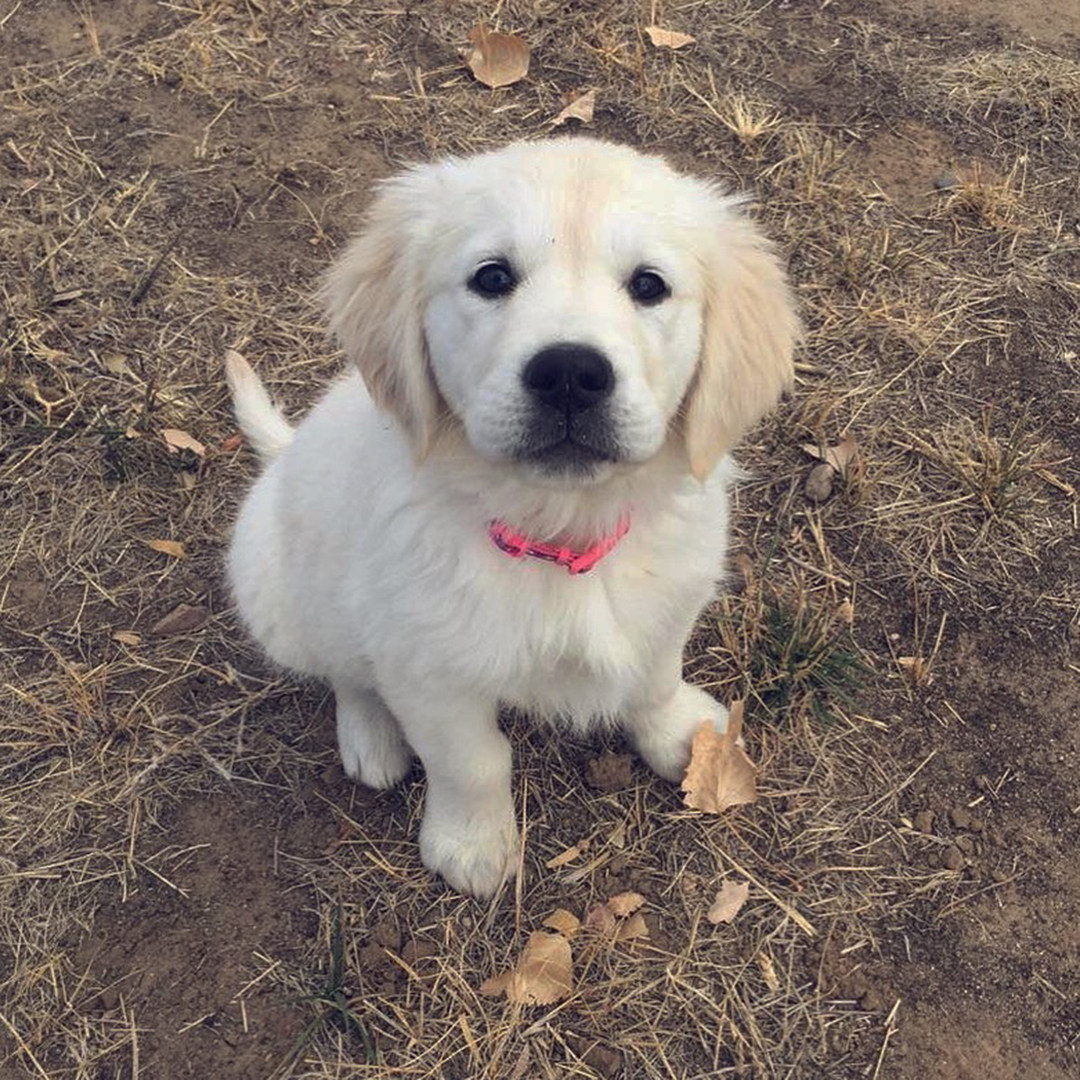 White Lab Puppy