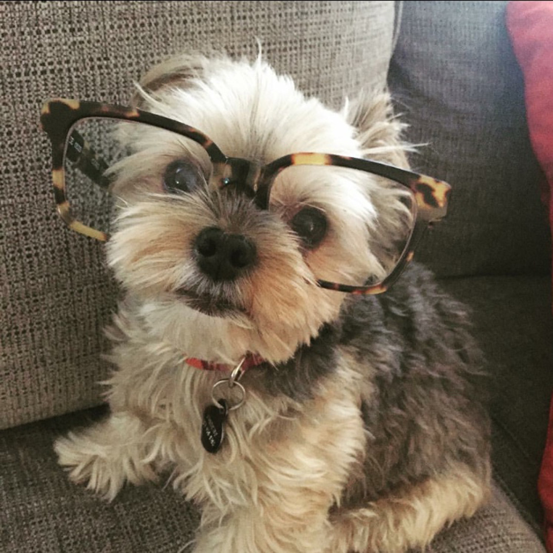 Dog with Glasses